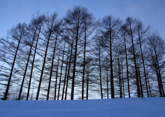 雪原の樹木.jpg