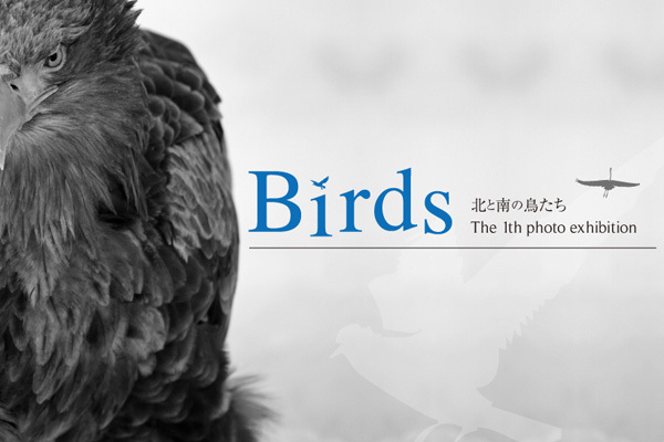 birdsDM1.jpg